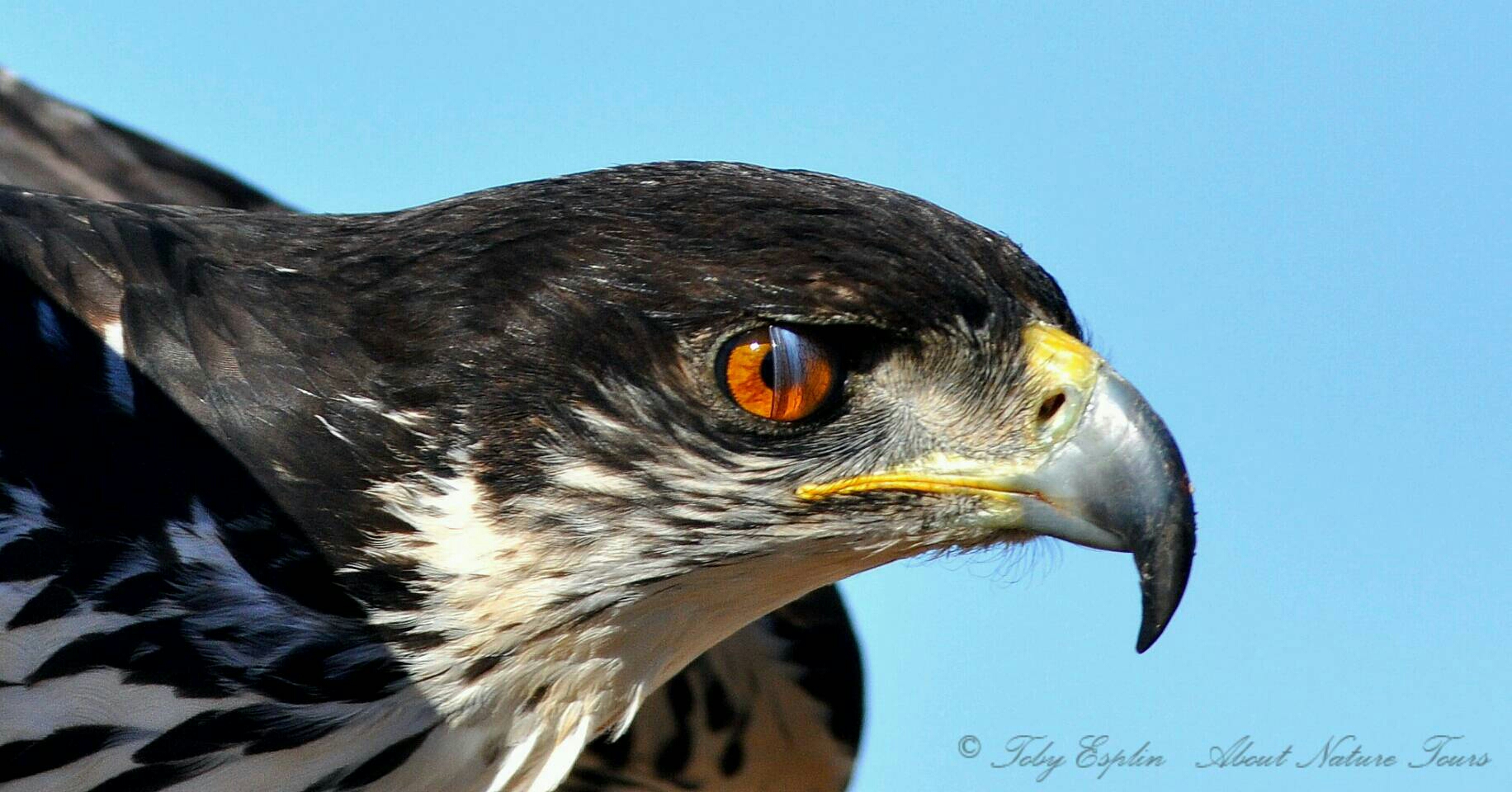 nictitating membrane